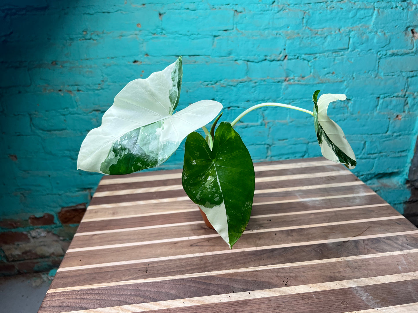 Alocasia-Macrorrhizos Appaloosa Gold