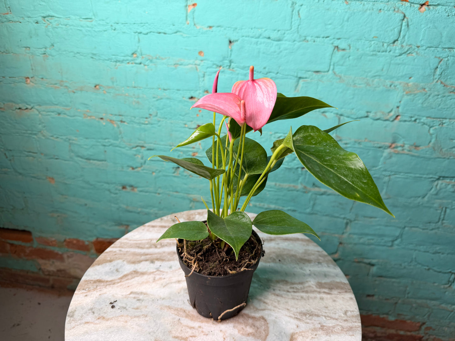 Anthurium Flamingo Flower 4” each