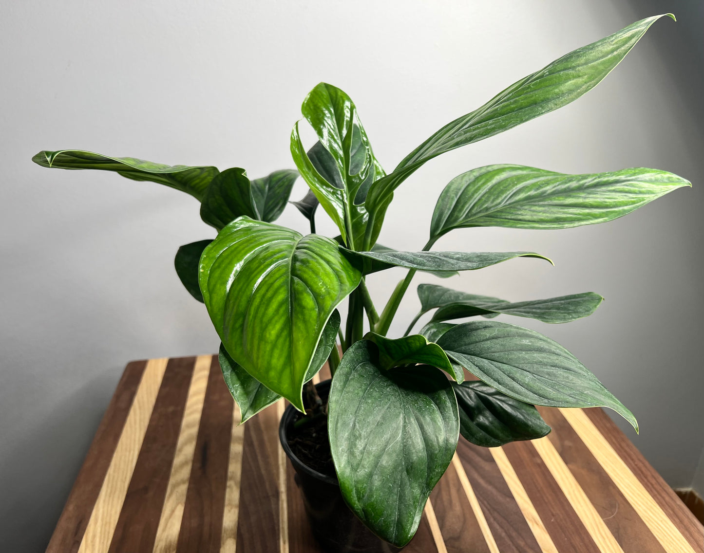 Monstera Pinnatipartita 6”