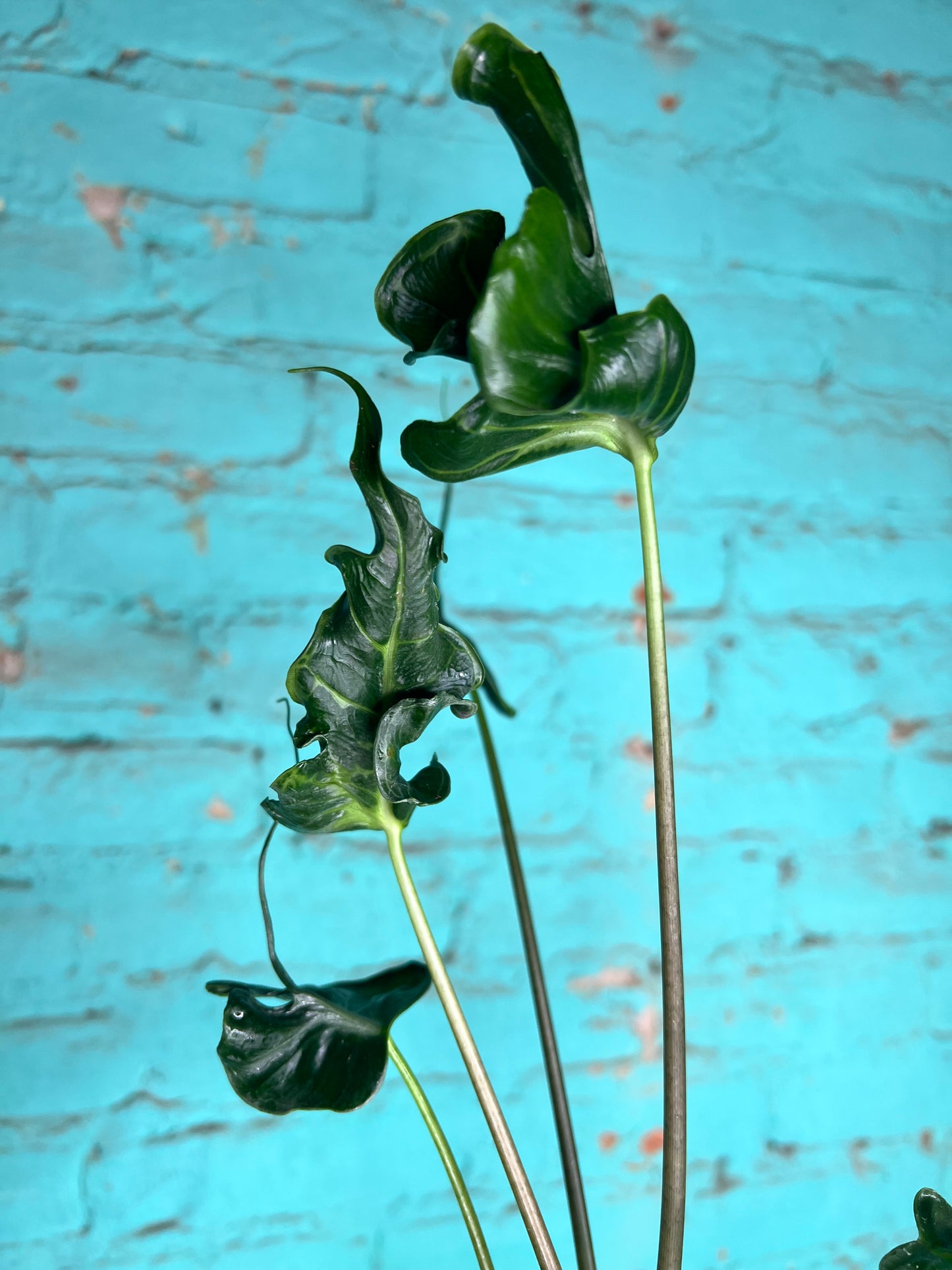 Alocasia Teletubble 4”