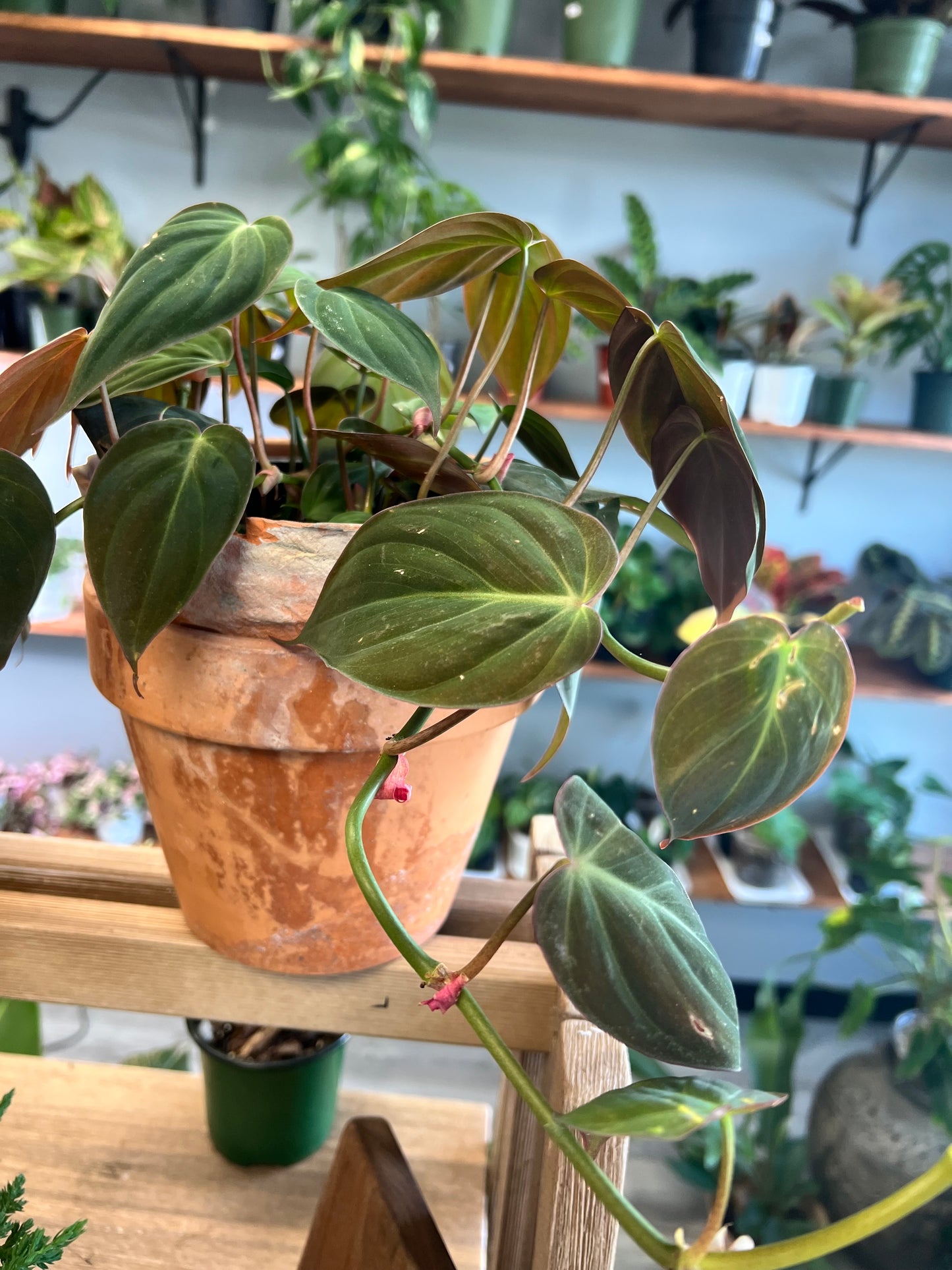 Philodendron Mican 6”