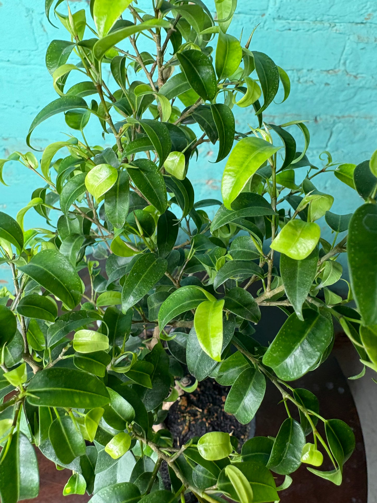 Benjamin Ficus Tree 6”