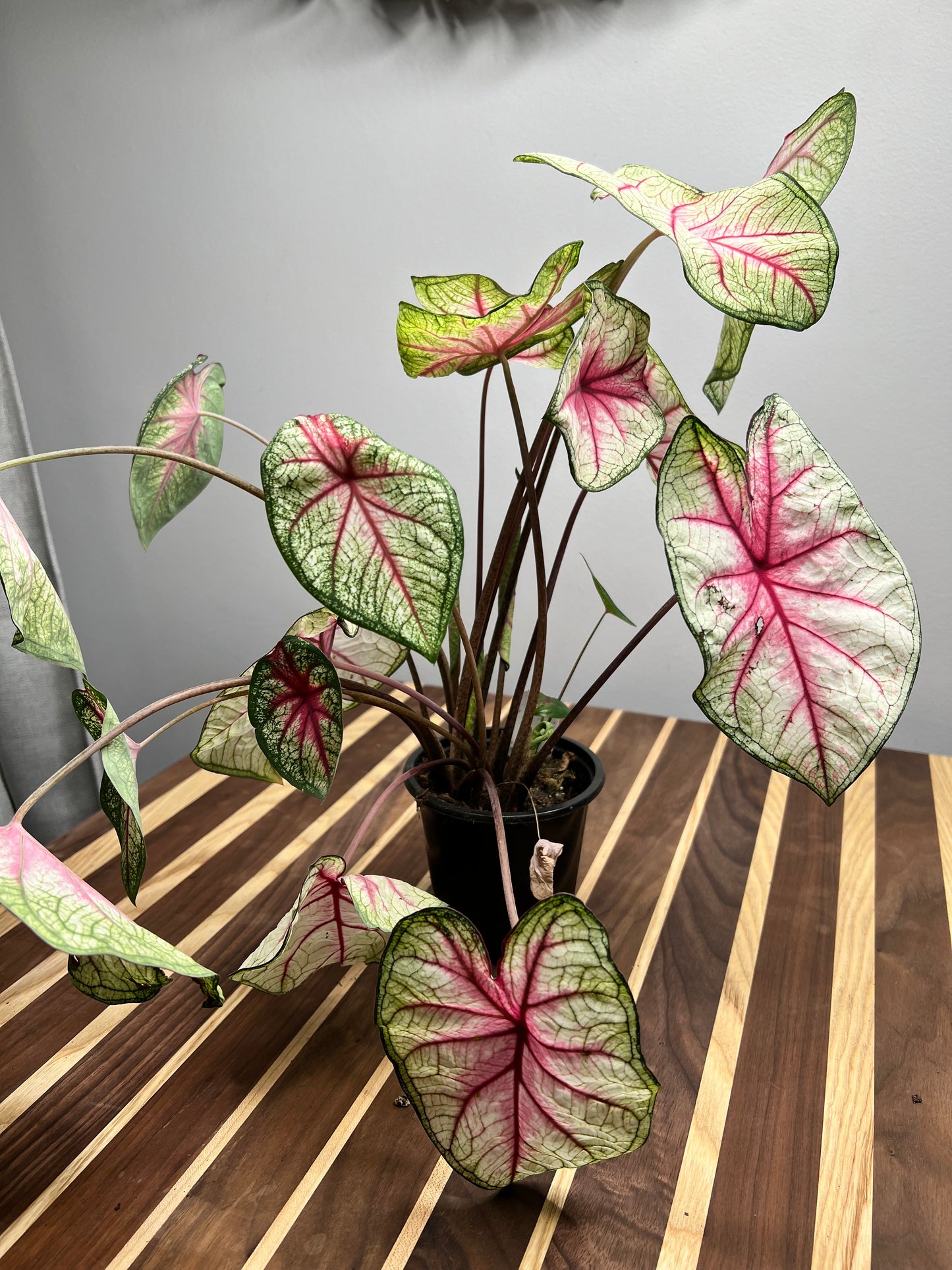 Caladiums Summer Breeze 4”