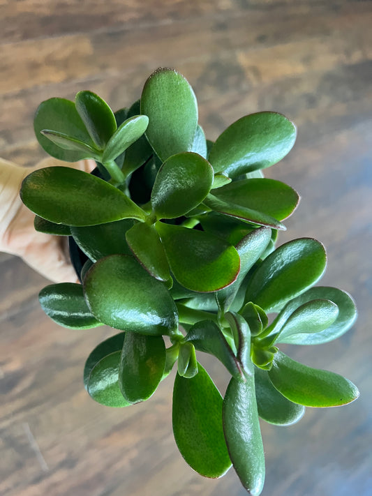 Jade (4 inch)