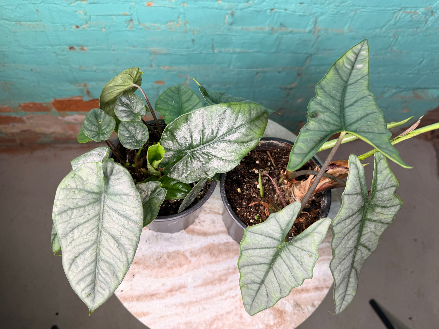 Alocasia Heterophylla ‘Dragons Breath’ 6”