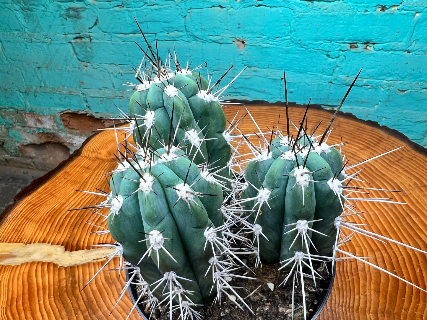 Stetsonia Coryne Cactus 6”