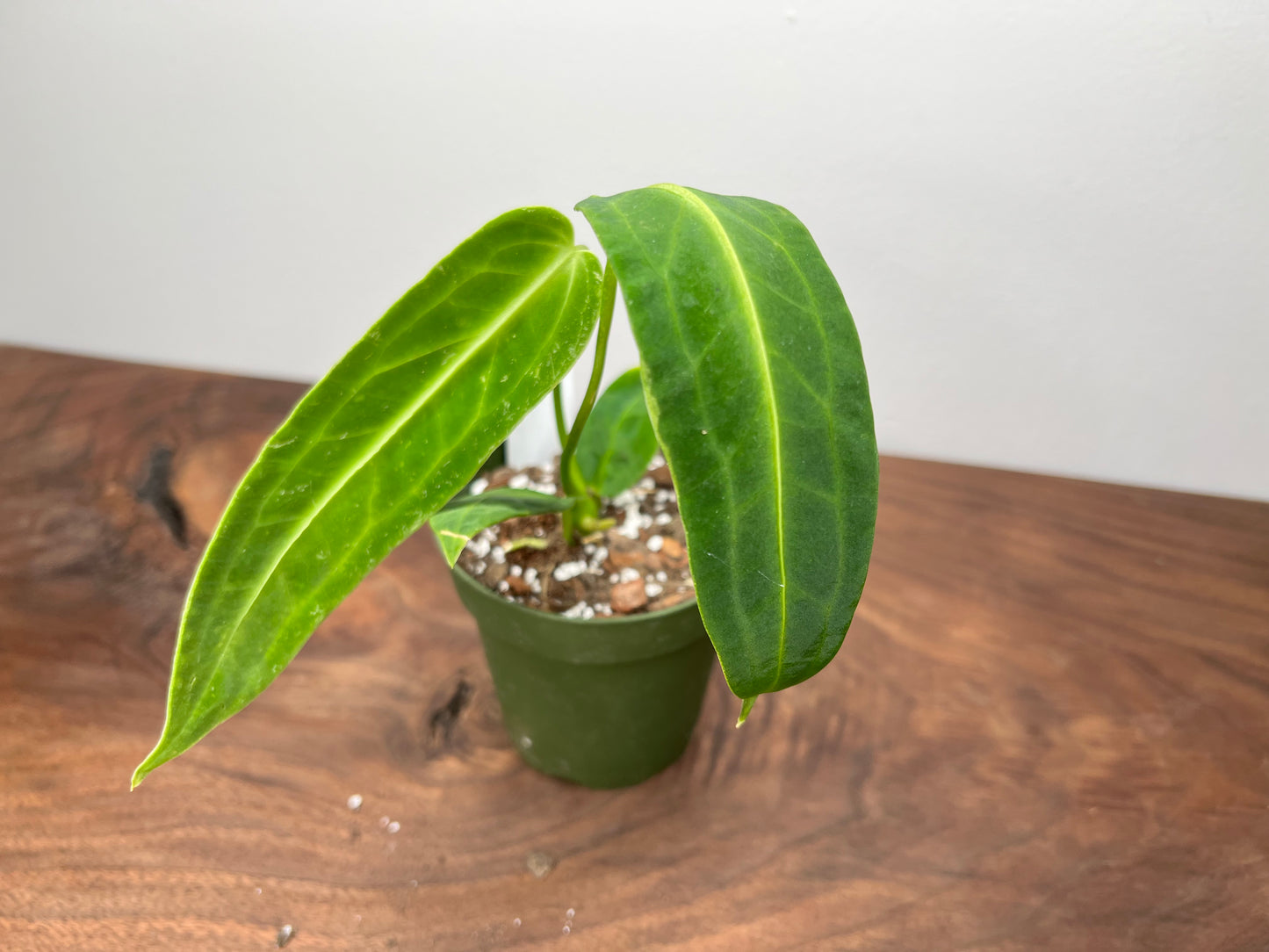 Anthurium Warocqueanun 4”