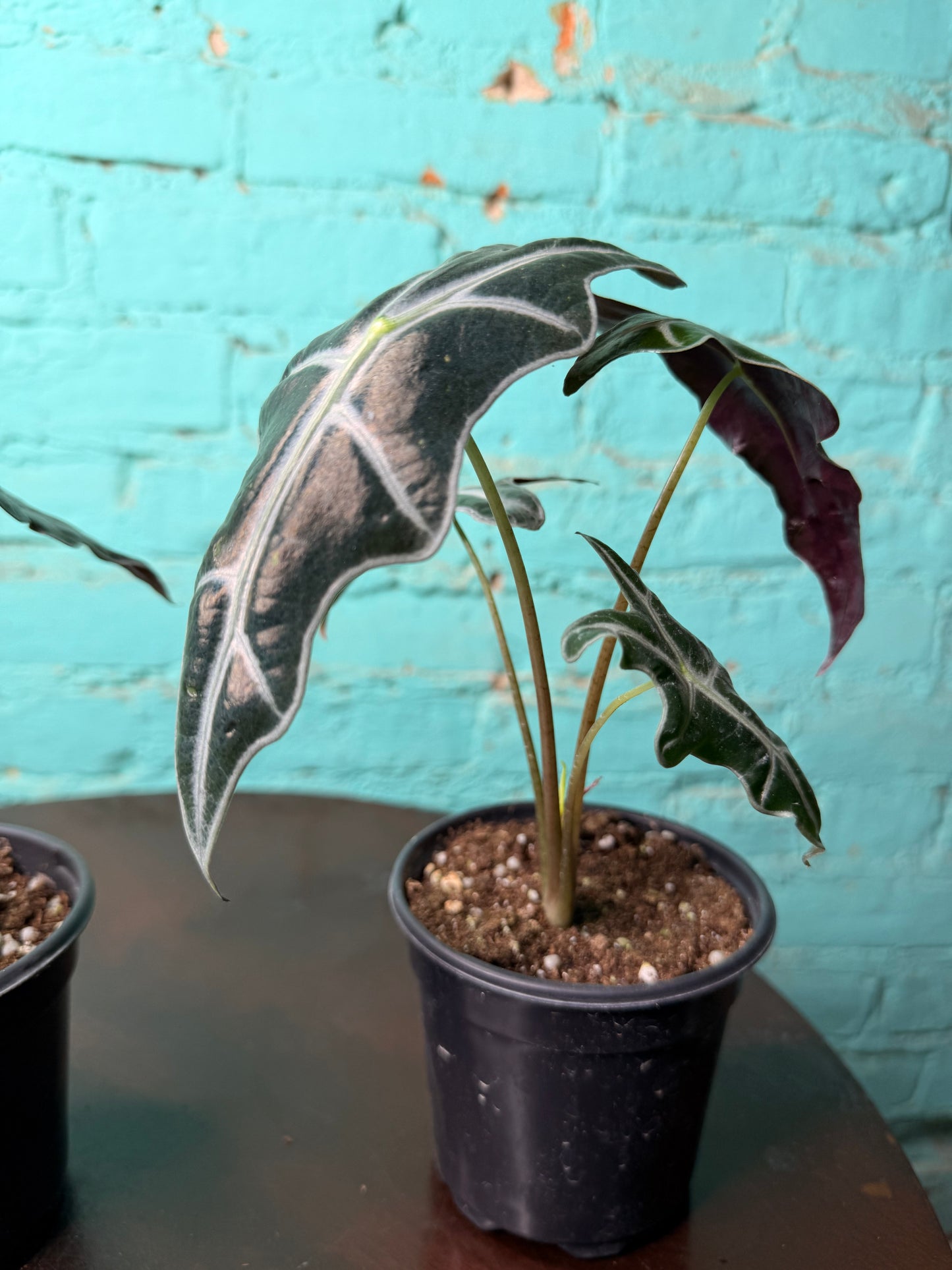 Alocasia Nobilis 4”