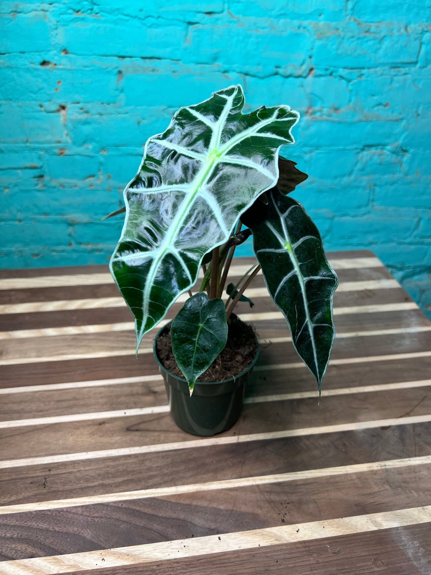 Alocasia polly 4”