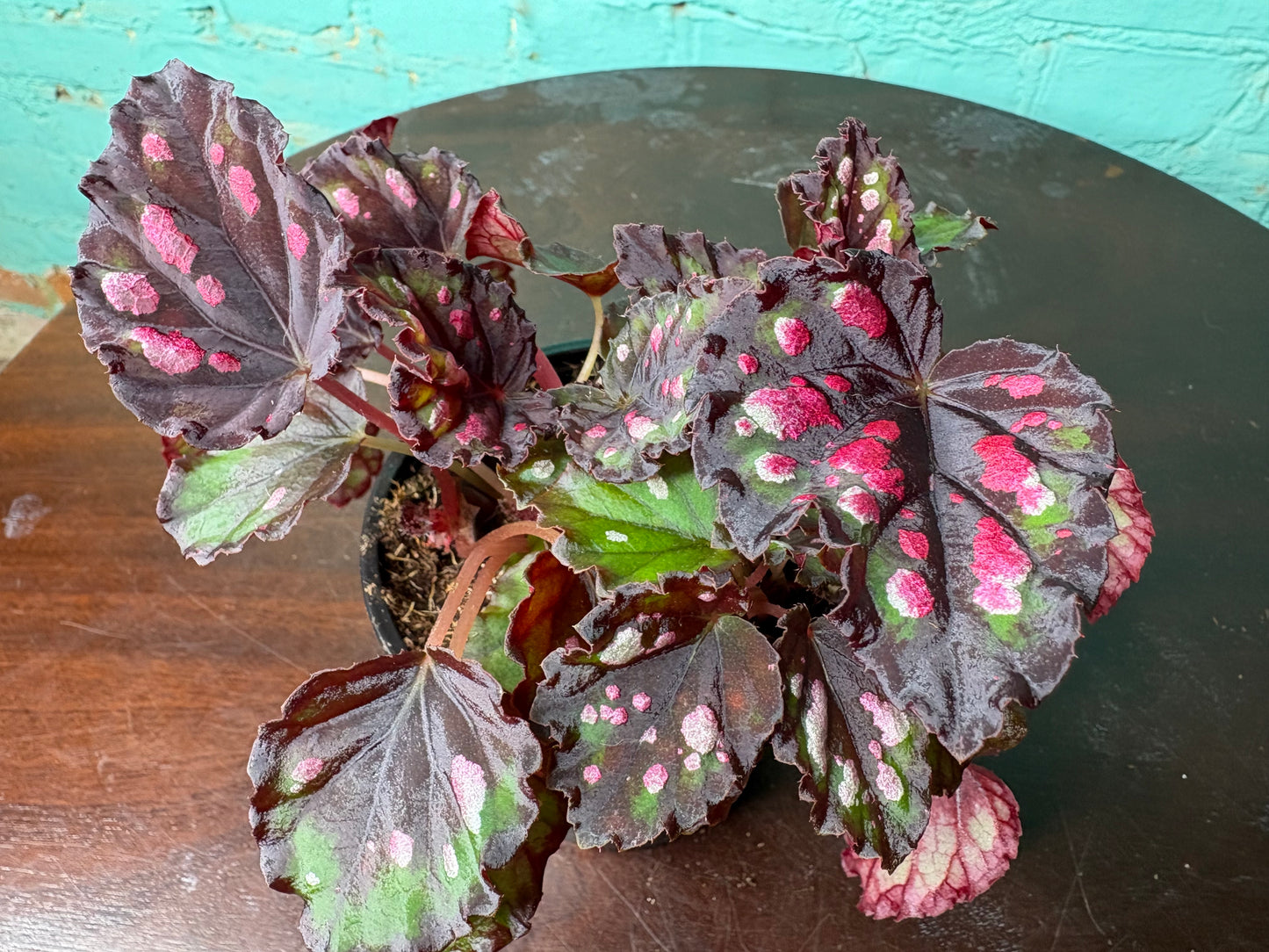Begonia Rex “Spirit of Madagascar ” 4”