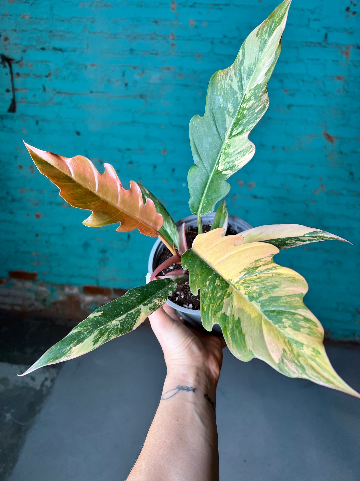 Philodendron Carmel Marble 6”
