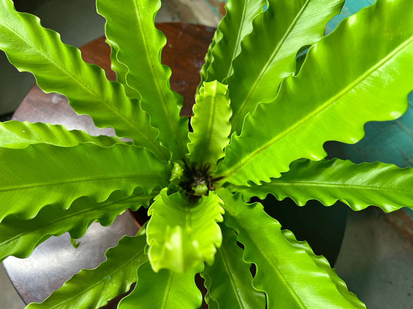 Bird’s Nest Fern curly 6”