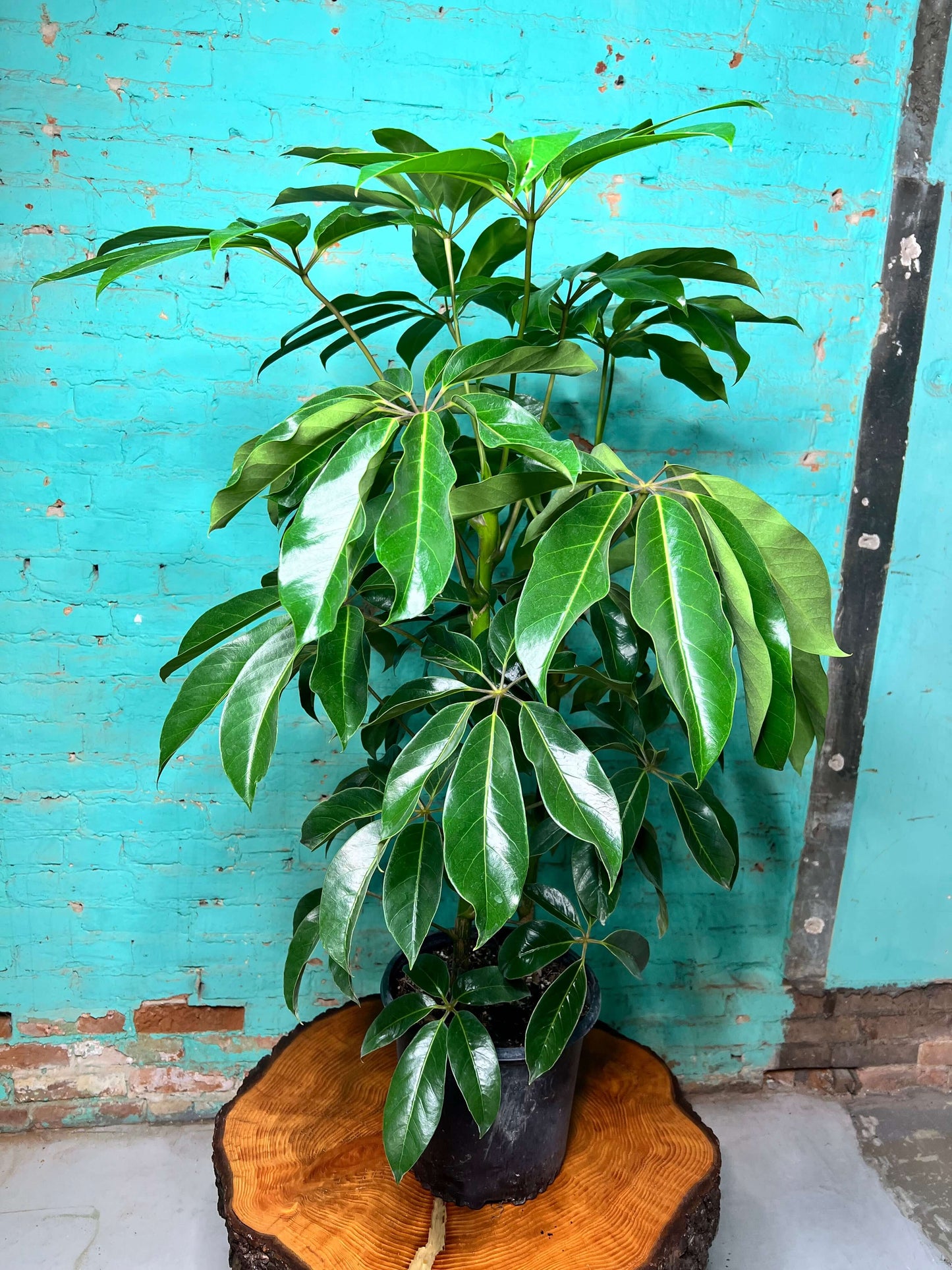 Schefflera Amate 10”