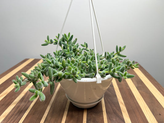 Pickle Plant 6” basket