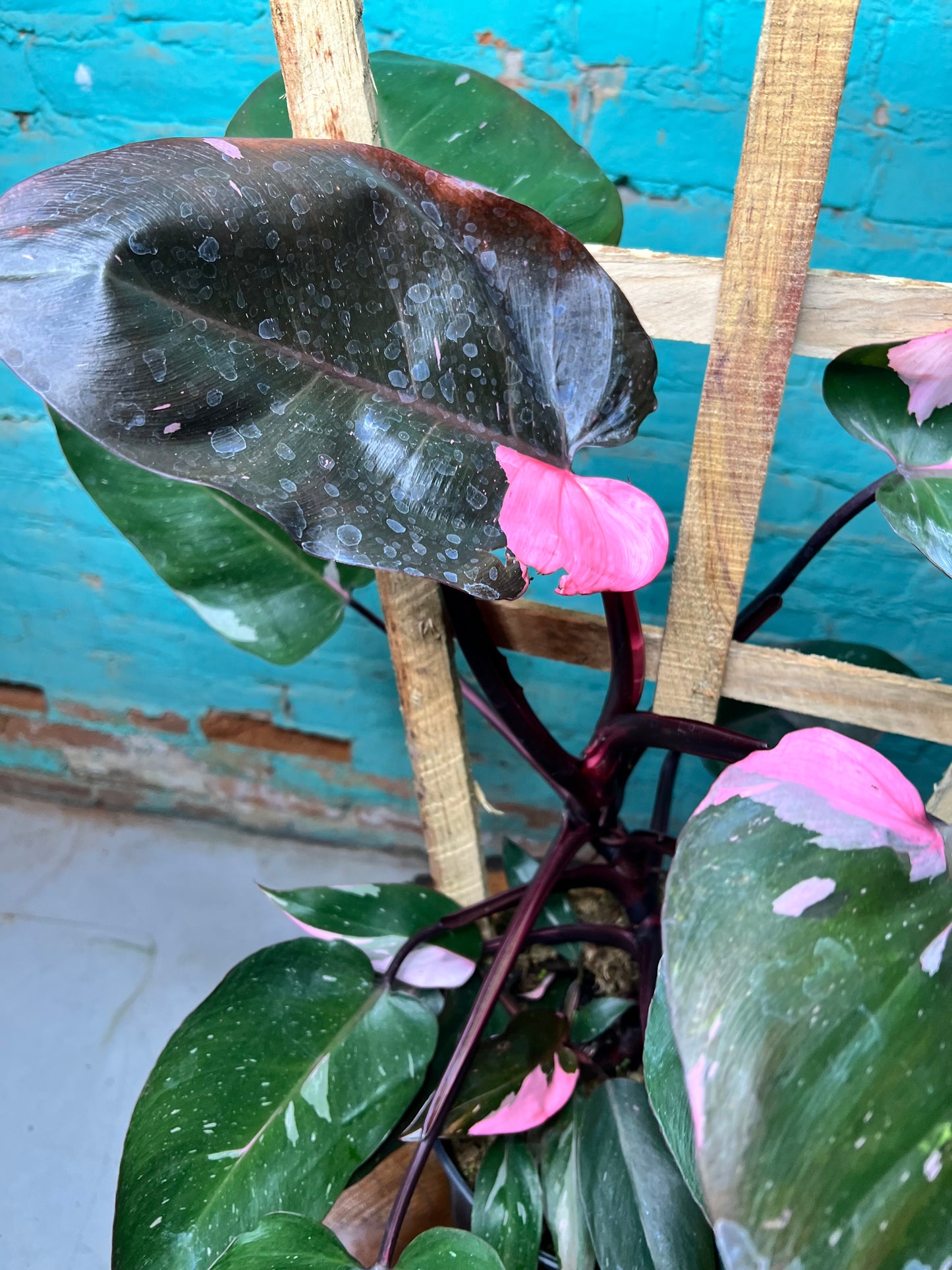 Philodendron-Pink princess Trellis 10”