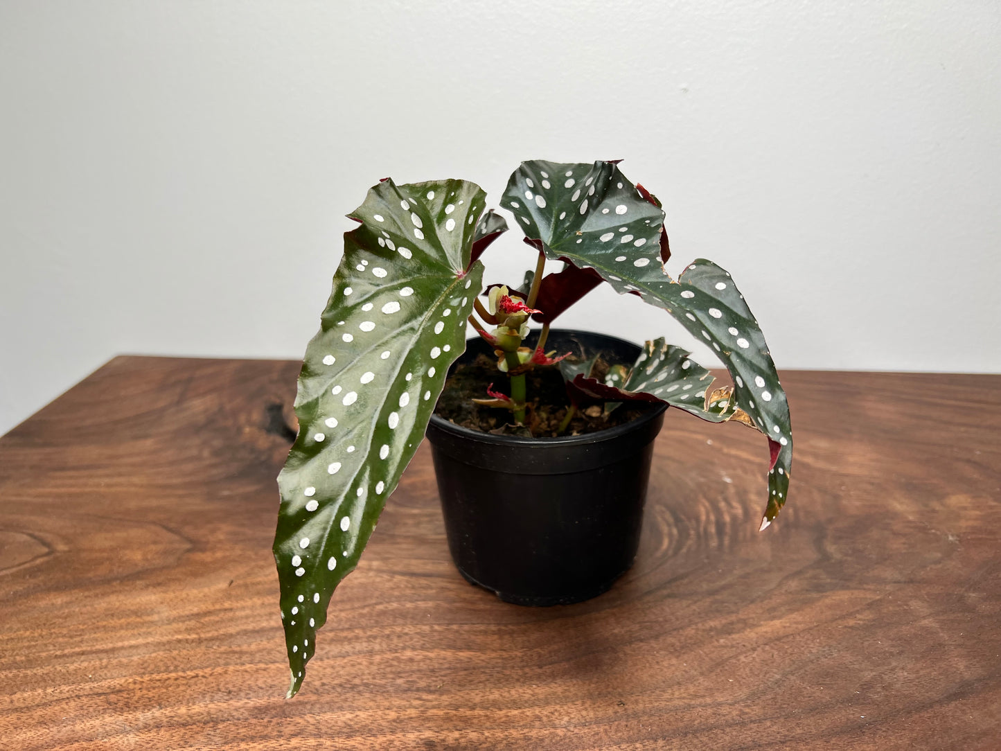 Begonia Dark Forest 5”