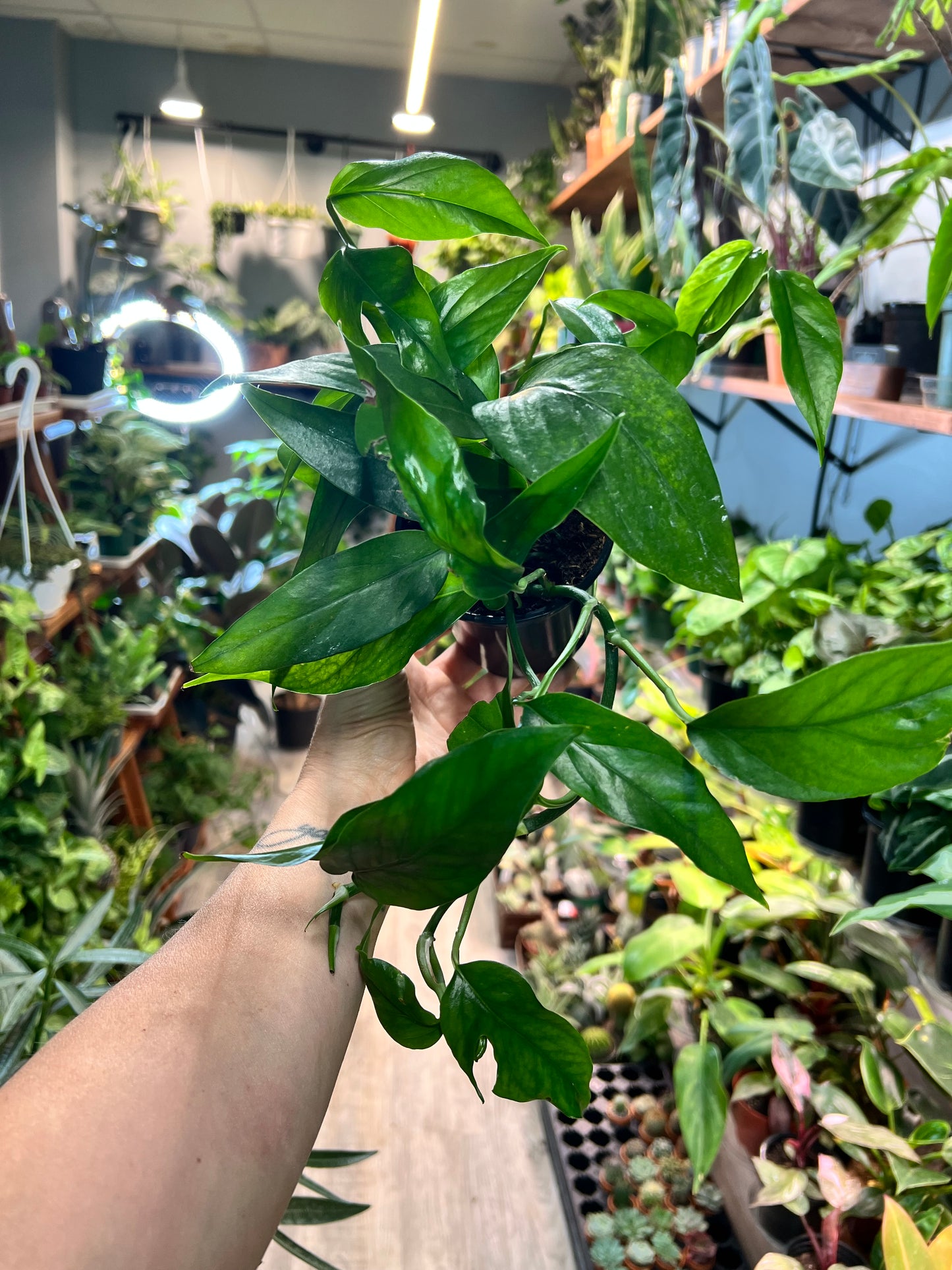 Baltic blue Pothos