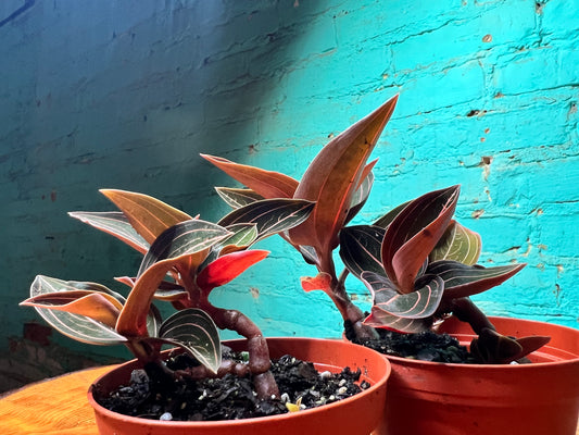 Jewel Orchid Ludisia discolor 4”