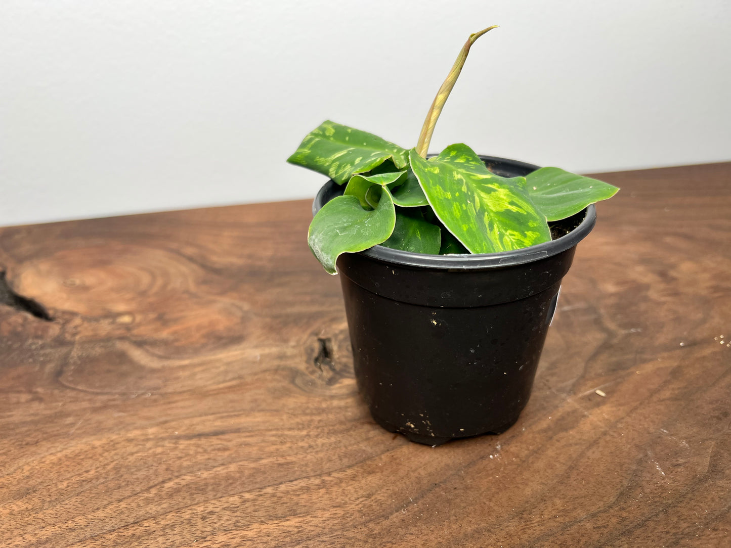 Homalomena Camouflage