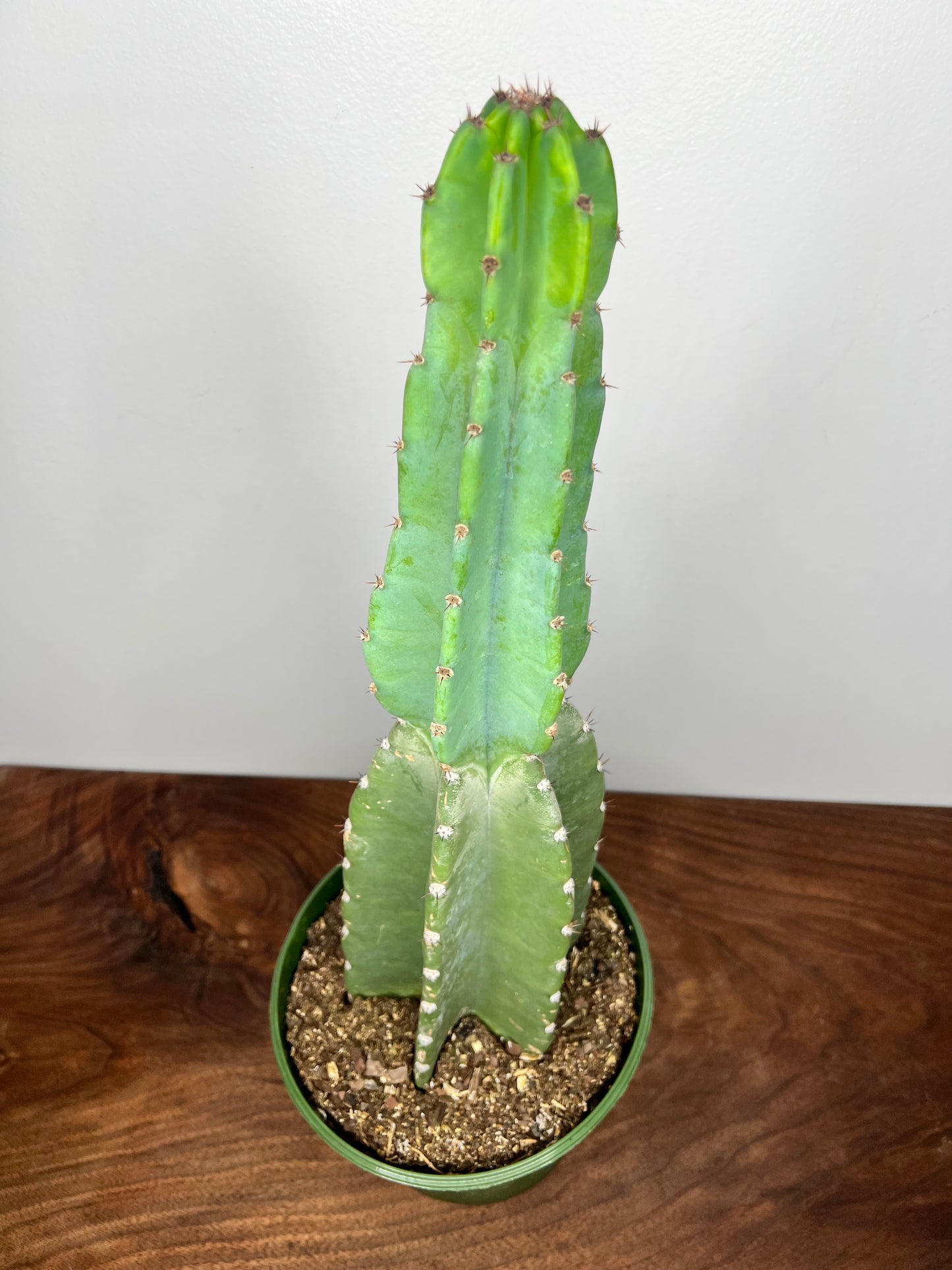 San Pedro Cactus 24 inch