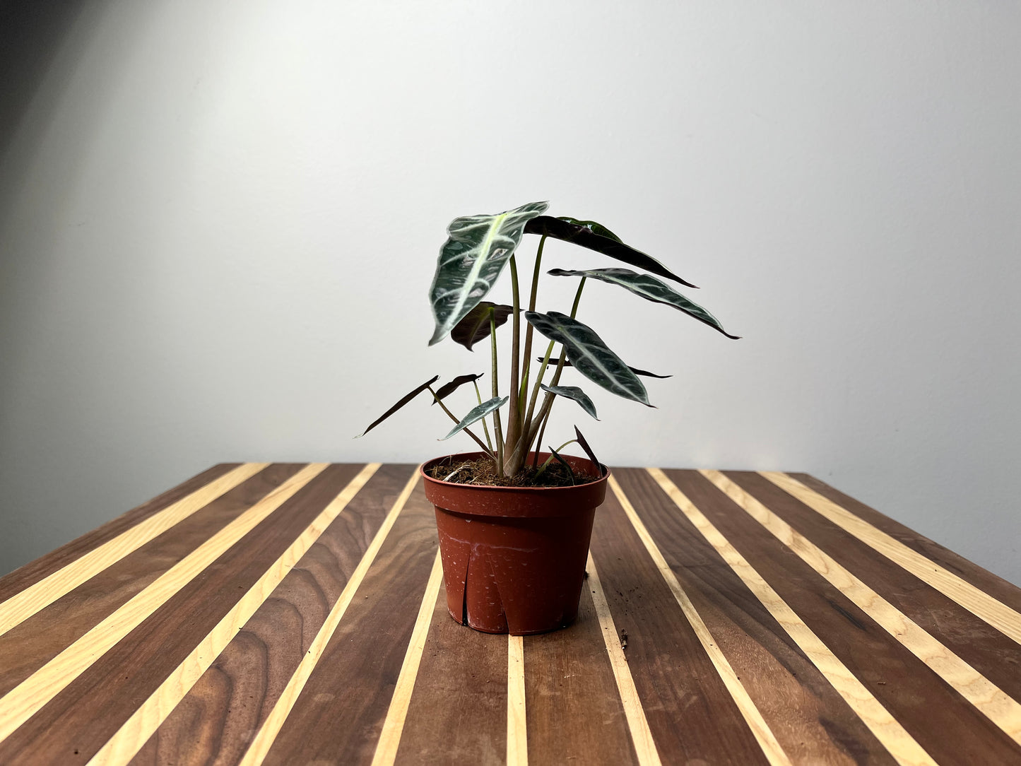 Alocasia Bambino