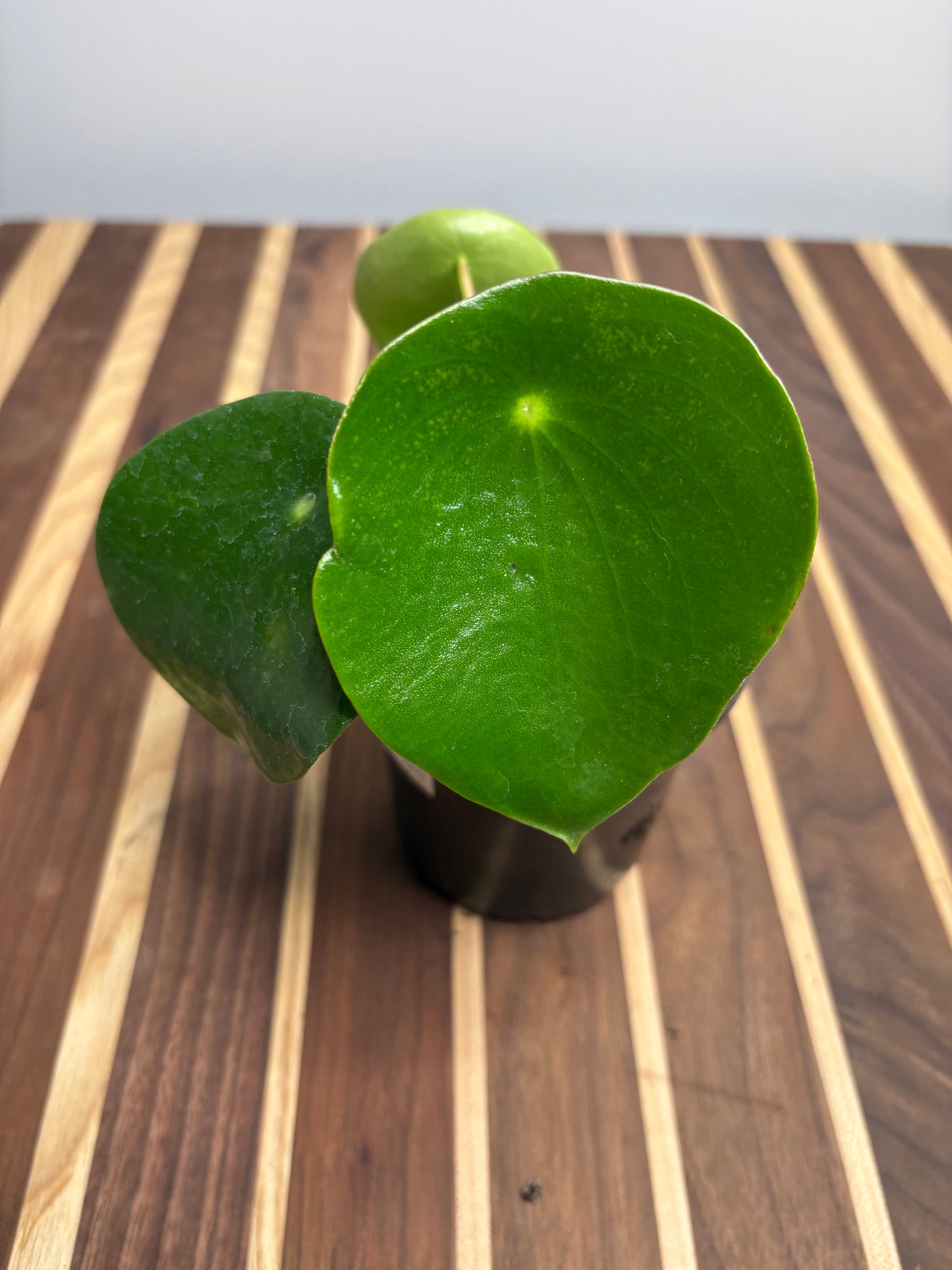 Peperomia Raindrop