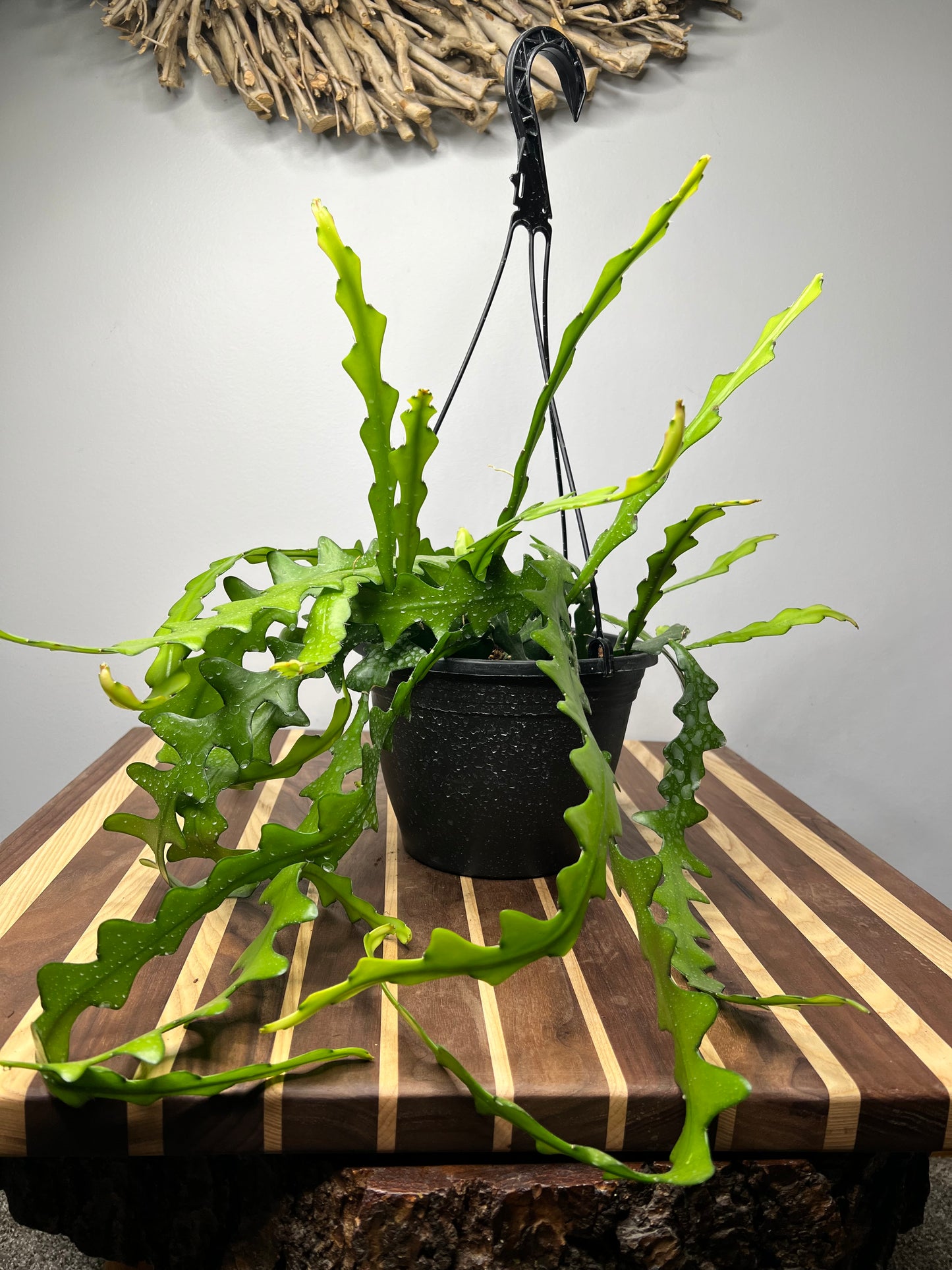 Ric Rac Cactus (fish bone) 8” basket