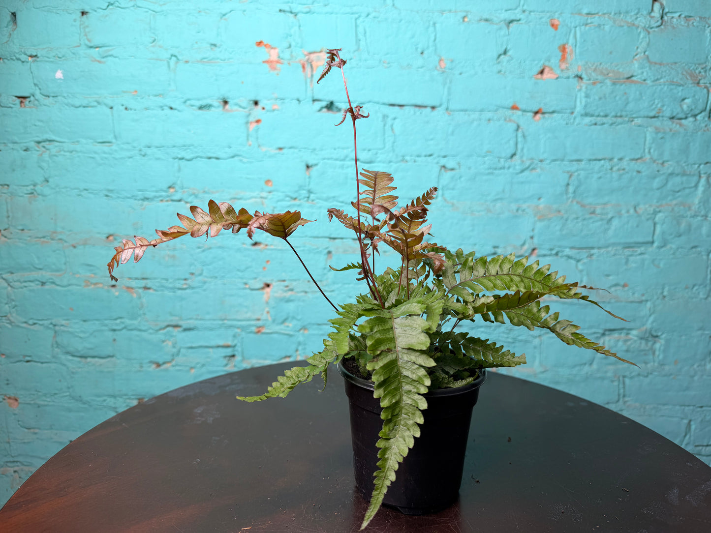 Pteris Cretica Brake Fern 4”