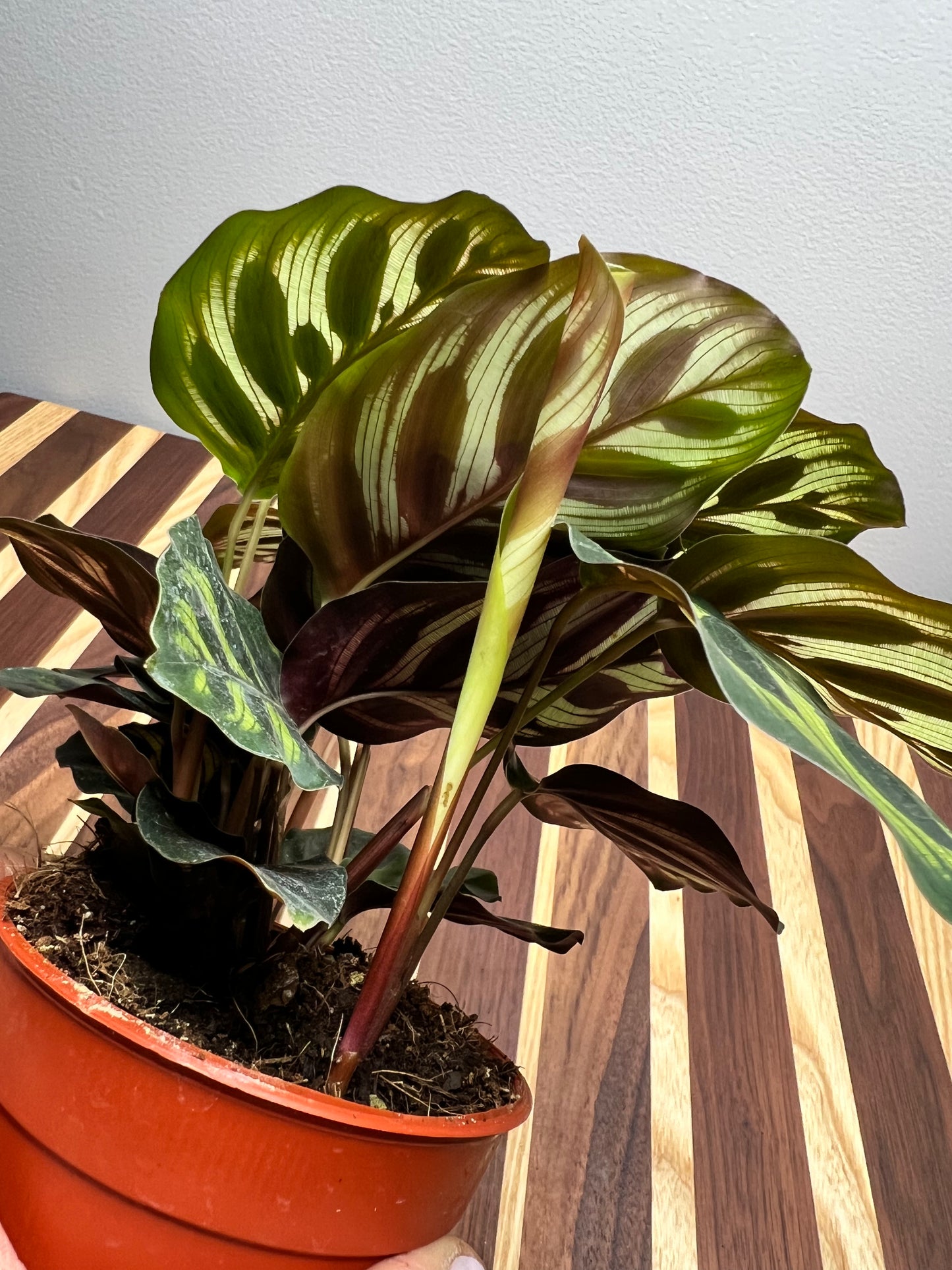 Calathea- peacock 4”
