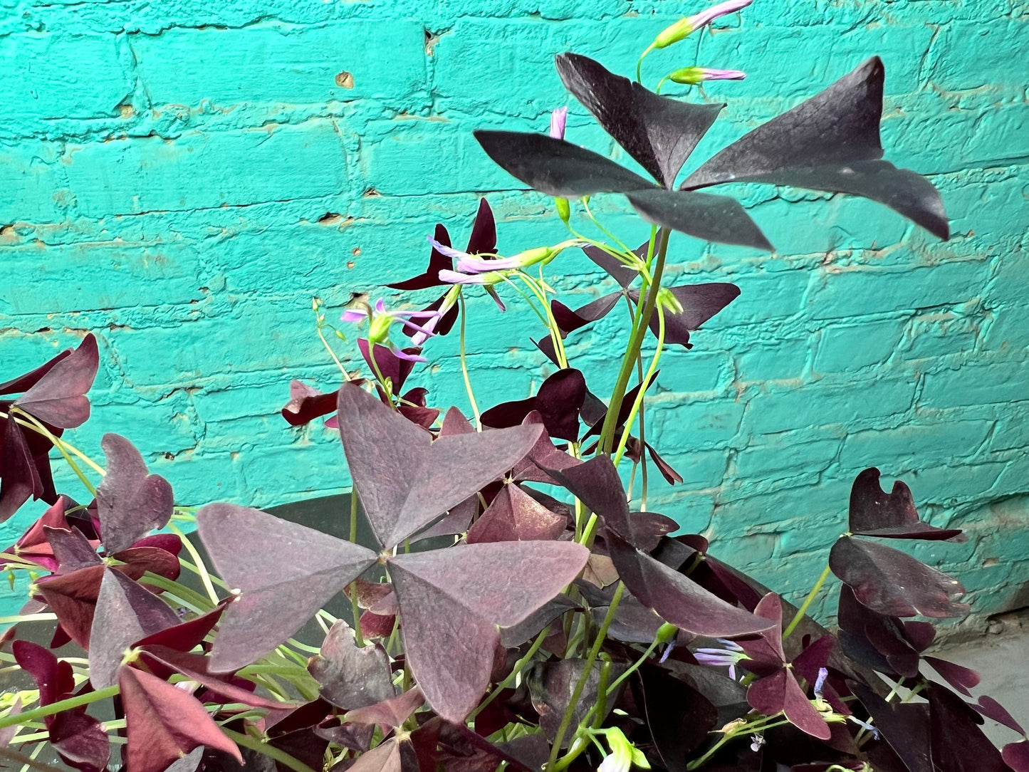 Purple Shamrocks 4”