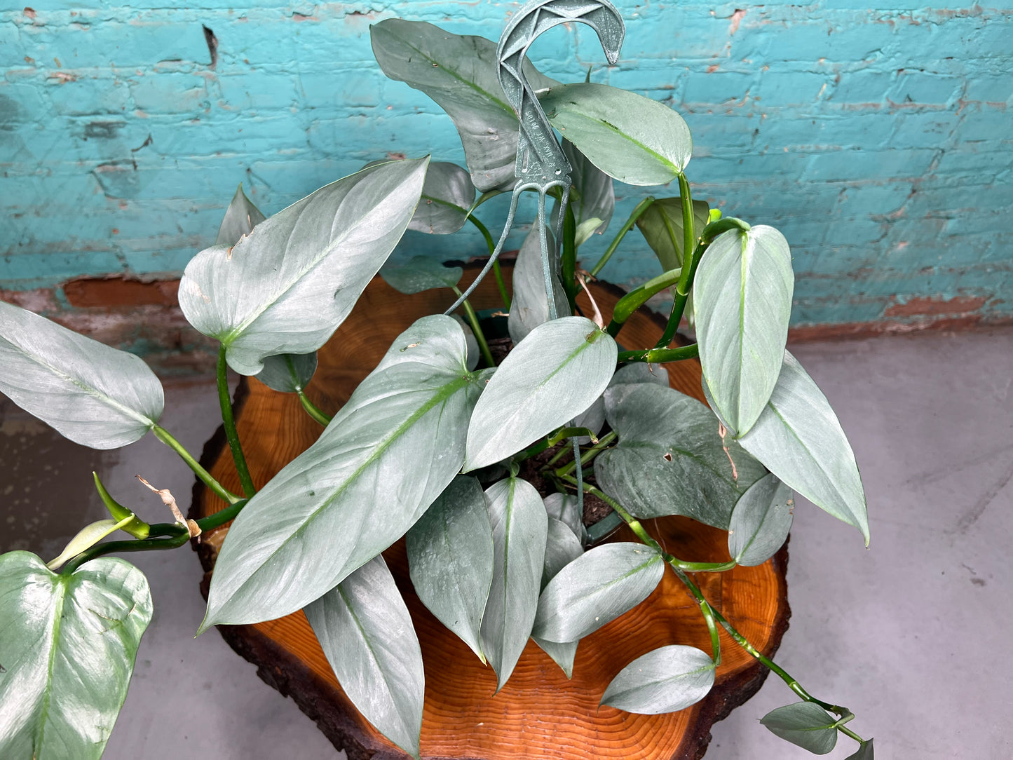 Philodendron Silver Sword basket 10”