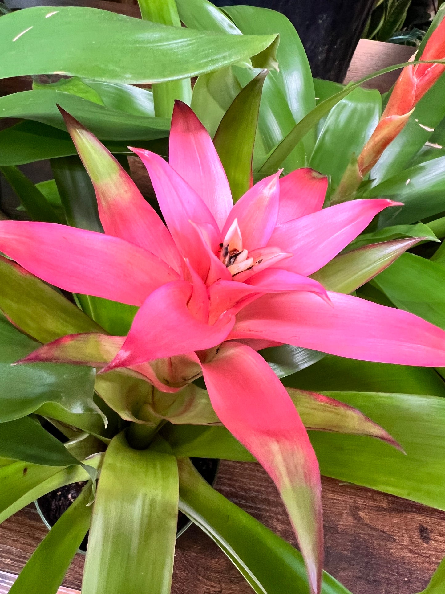 Bromeliad 4”