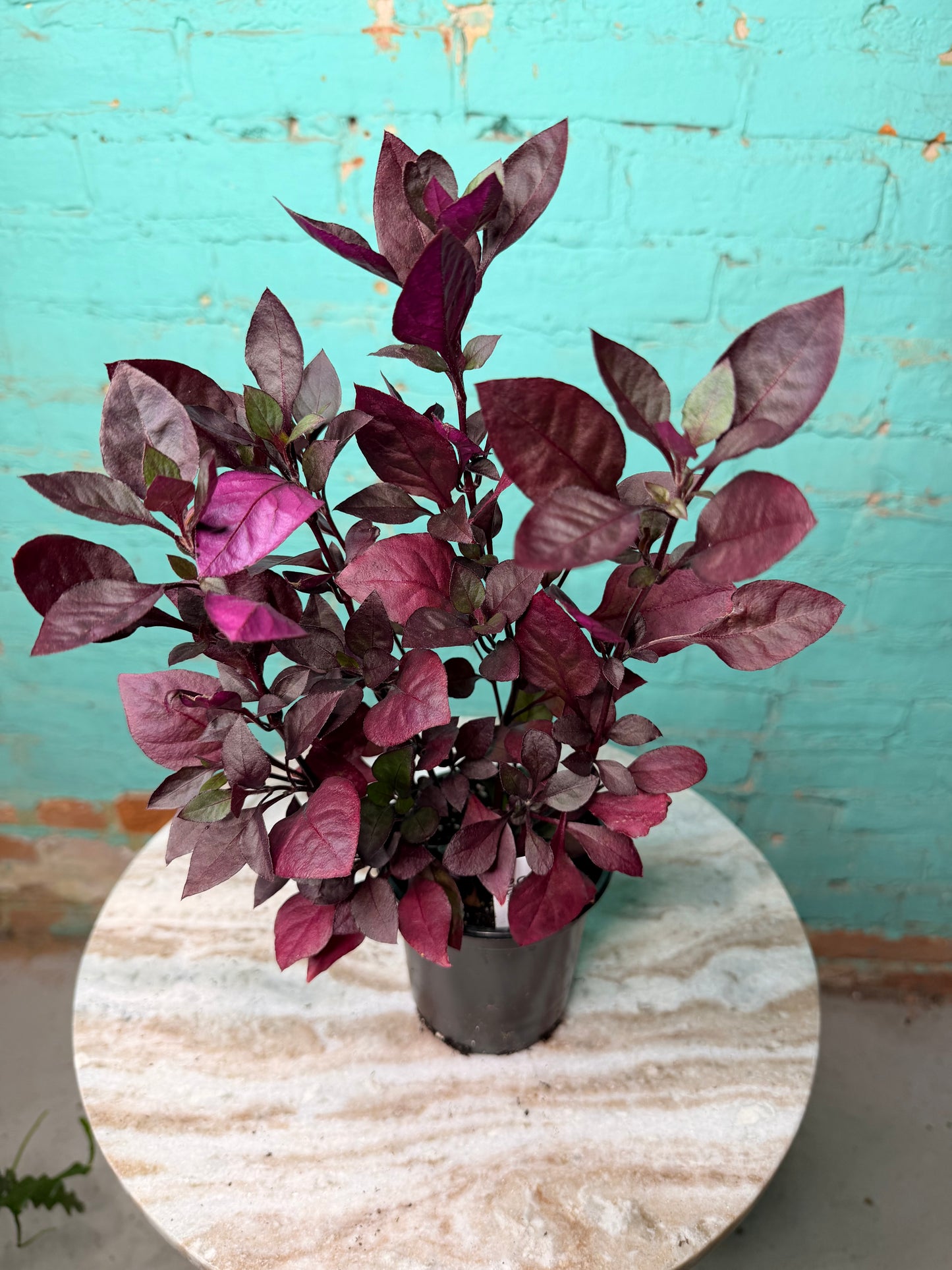 Alternanthera ‘Choco Chili’