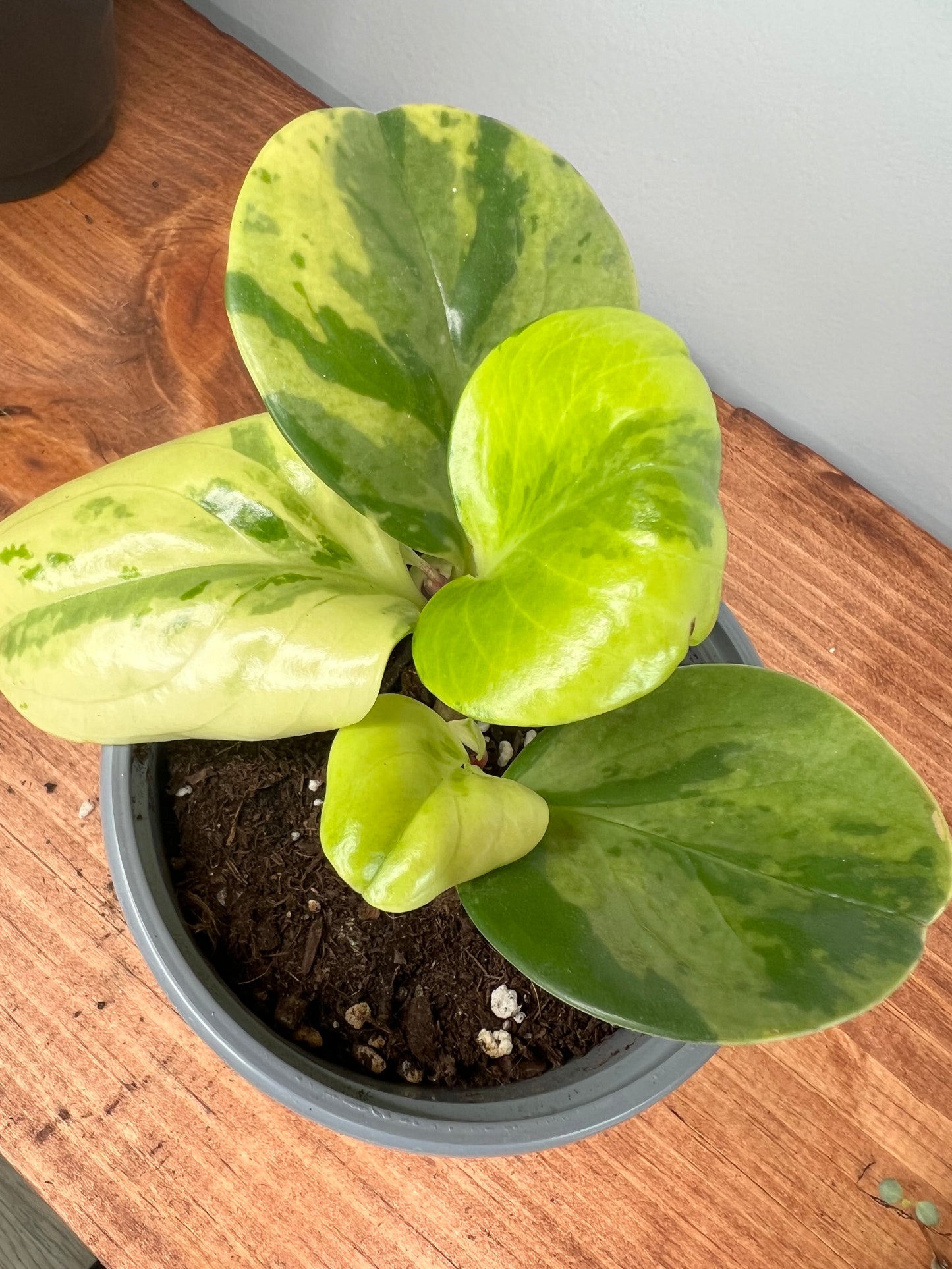 Peperomia Obtusifolia Marble