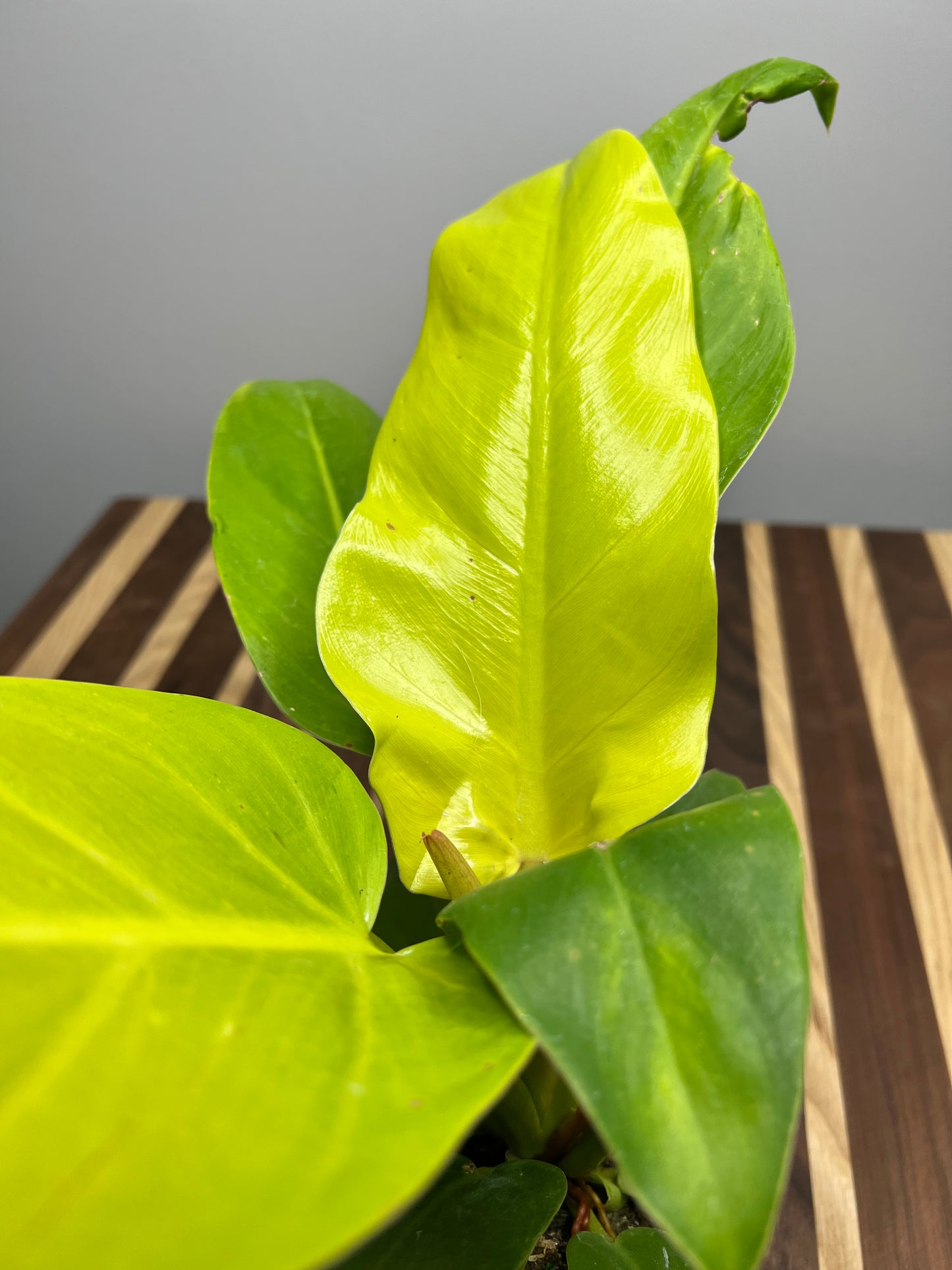 Philodendron Melinoii Ghost 4”