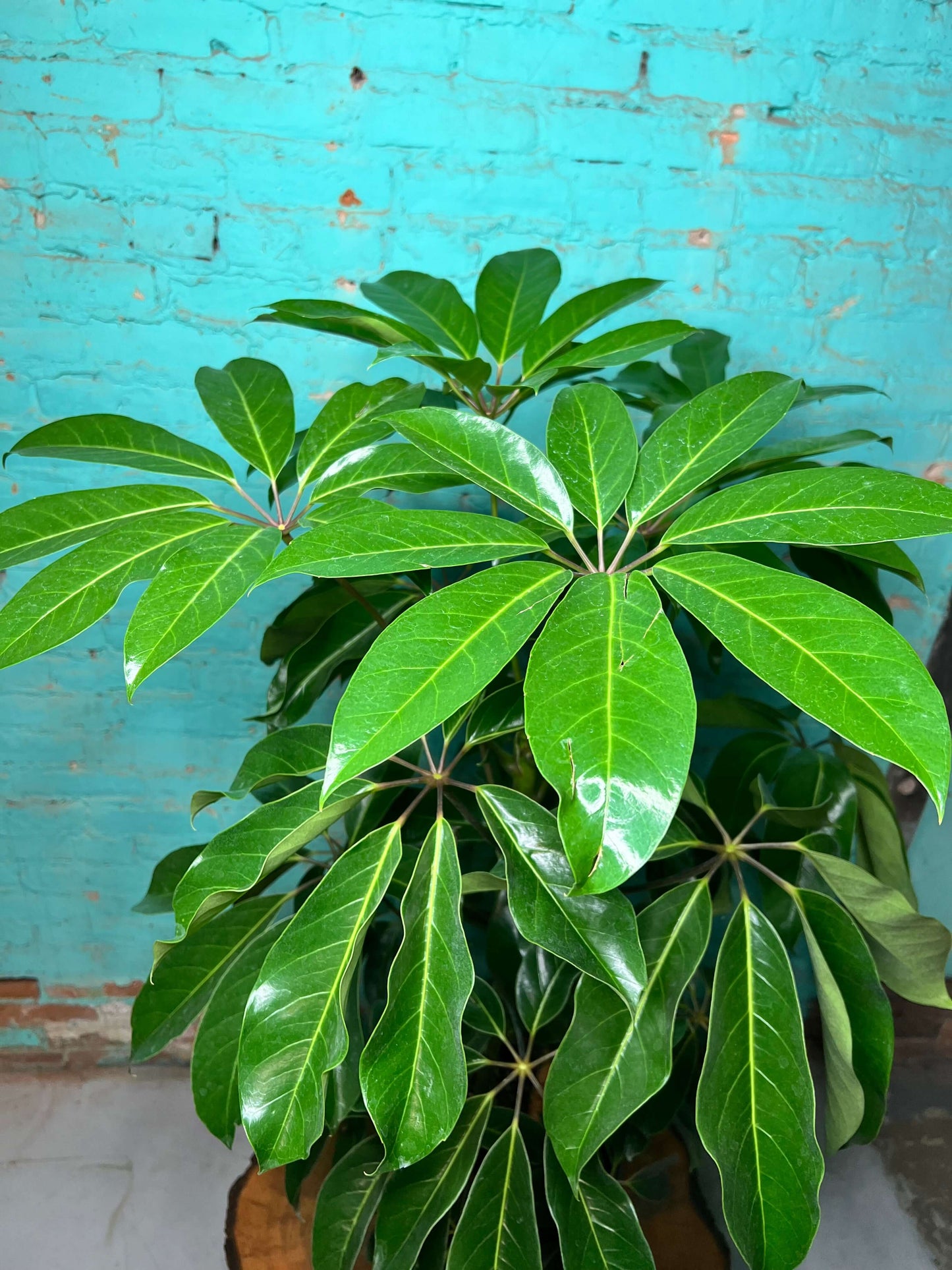 Schefflera Amate 10”