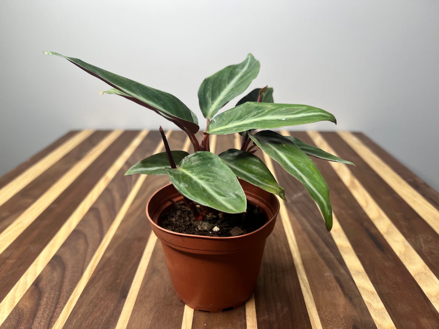 Stromanthe thalia