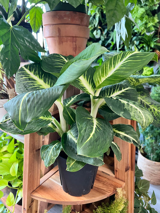 Dieffenbachia Sterling 6”