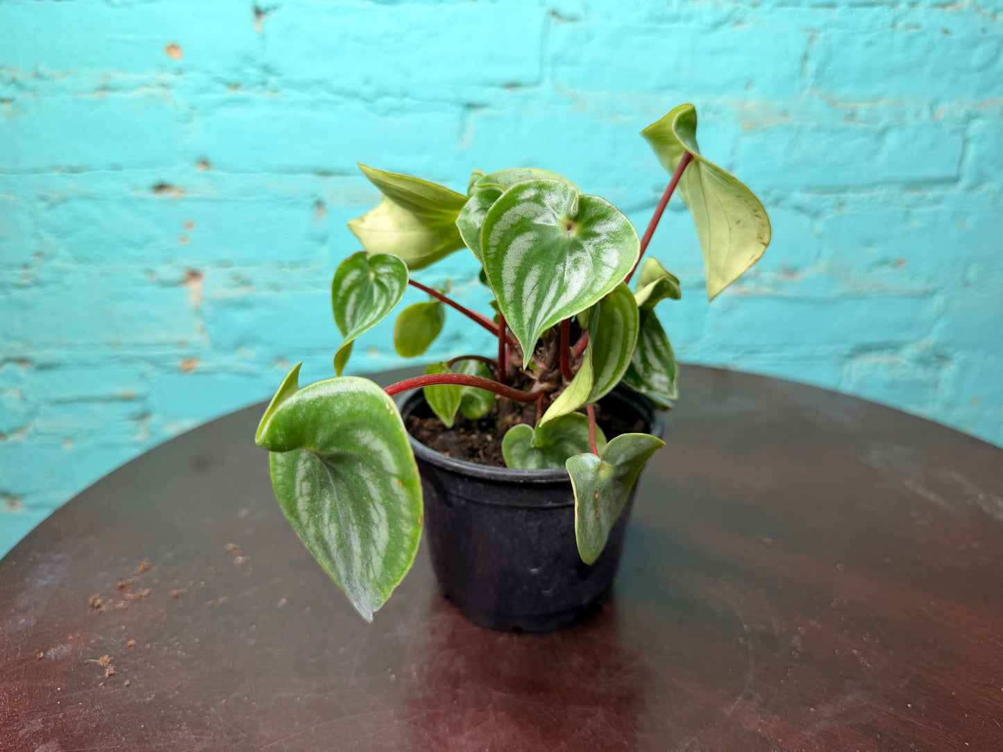 Peperomia Watermelon 4”