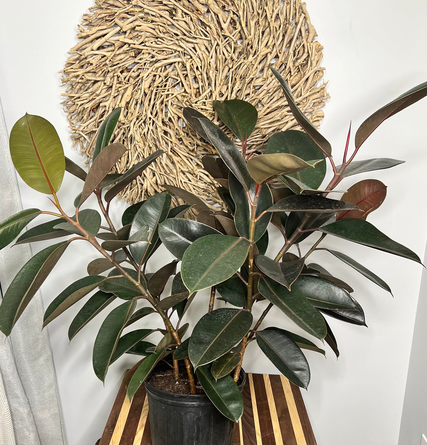 Rubber Tree-Burgundy 10”