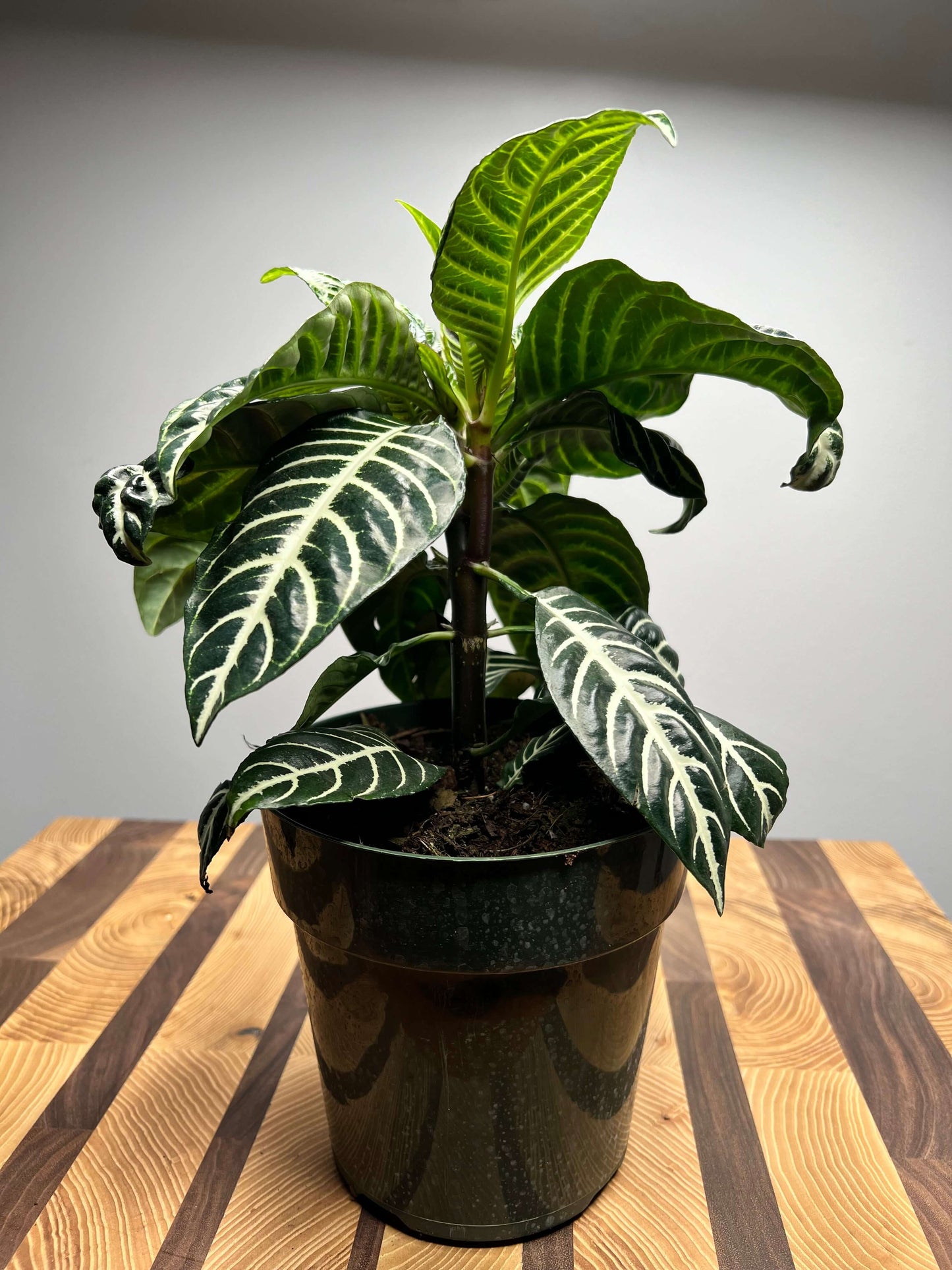 Zebra Plant 4”