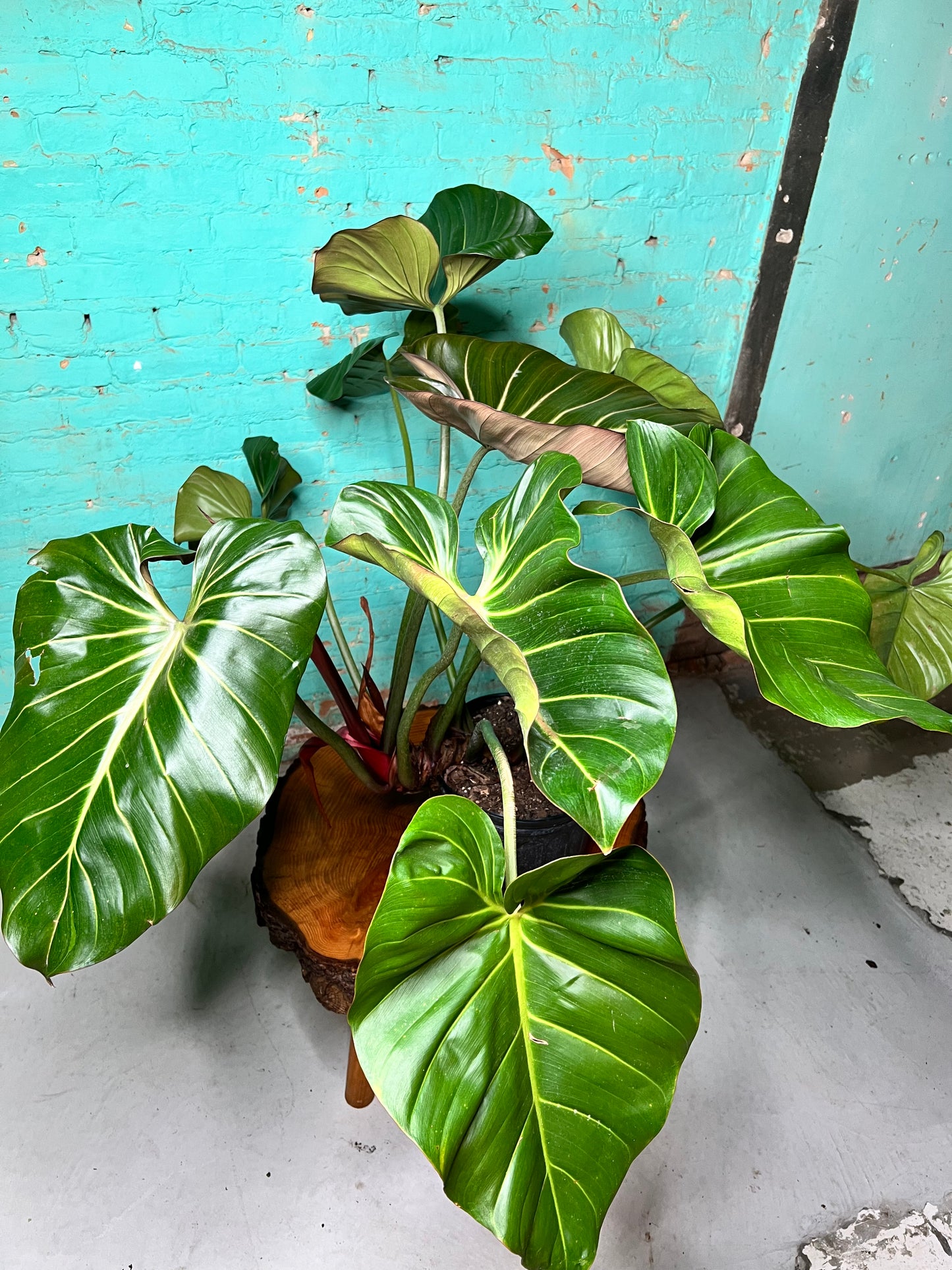 Philodendron Summer Glory 10”