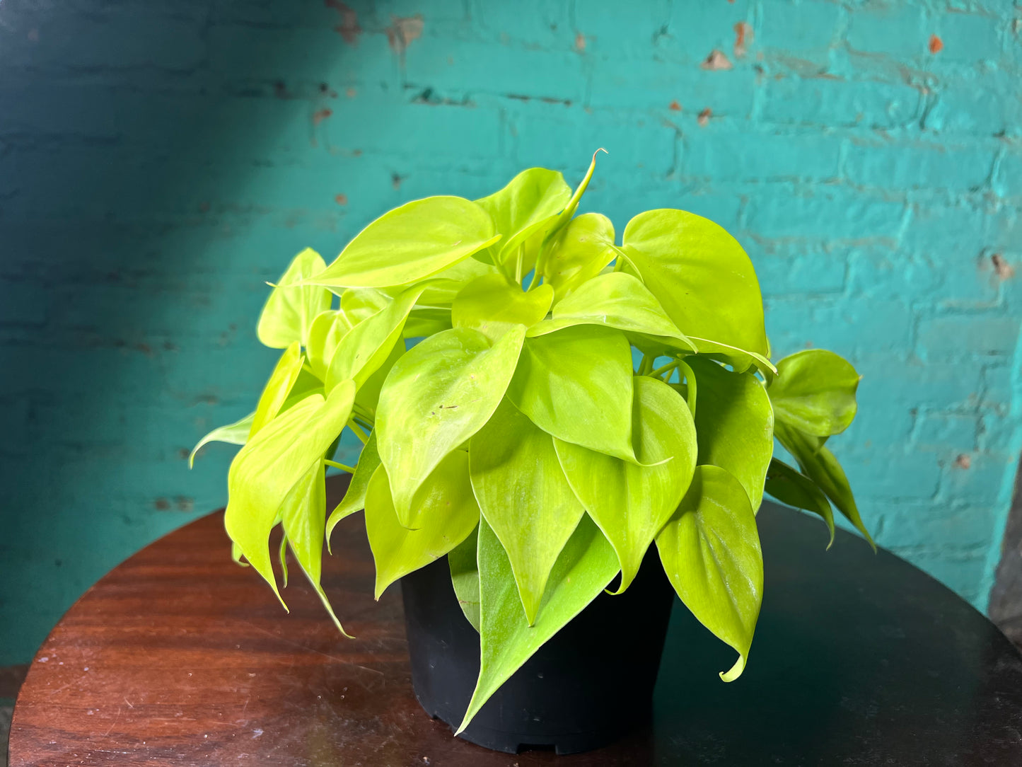 Philodendron Neon Heart Leaf 6”