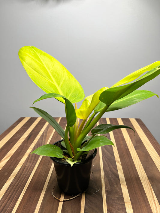 Philodendron Melinoii Ghost 4”