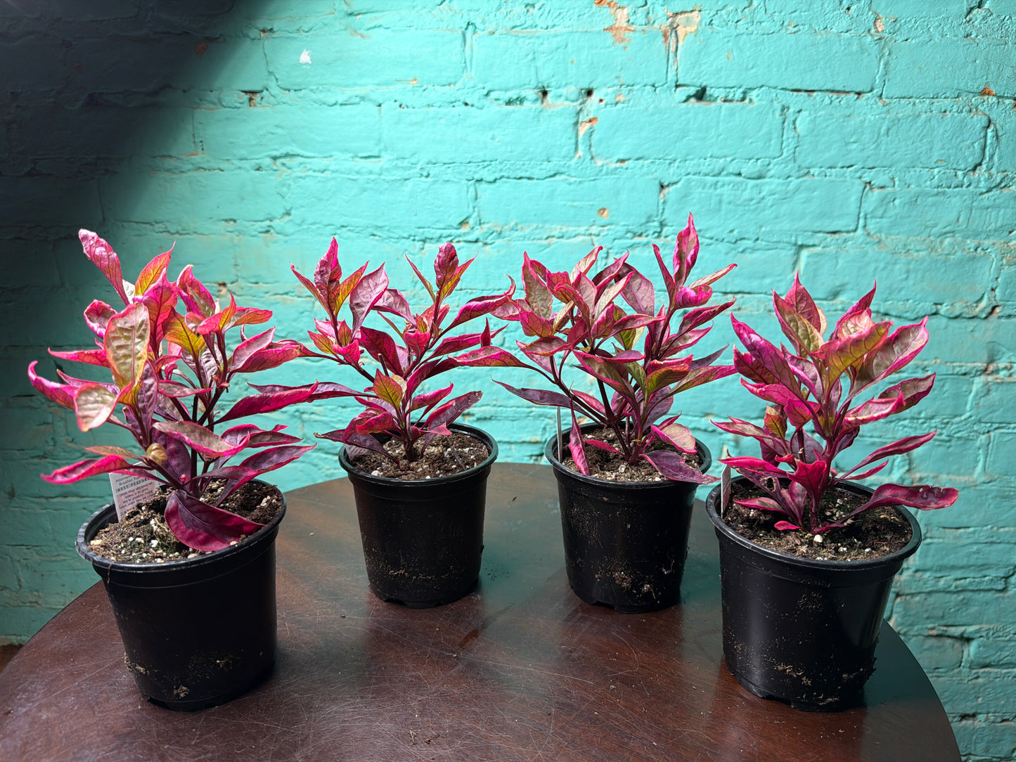 Alternanthera “Little Ruby” Party Time Plant 4”