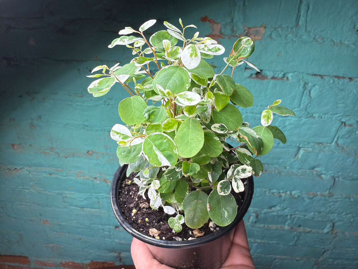 Breynia disticha (Snow Bush) 4”
