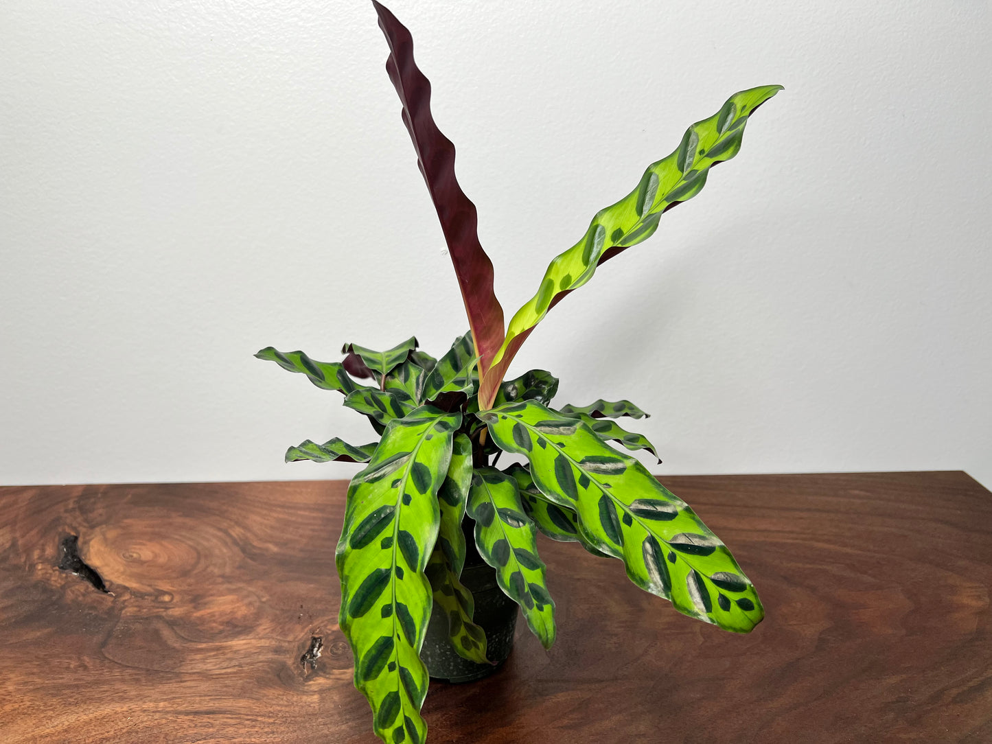 Calathea Rattle Snake 4”