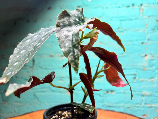 Begonia maculata- Polka Dot 4”