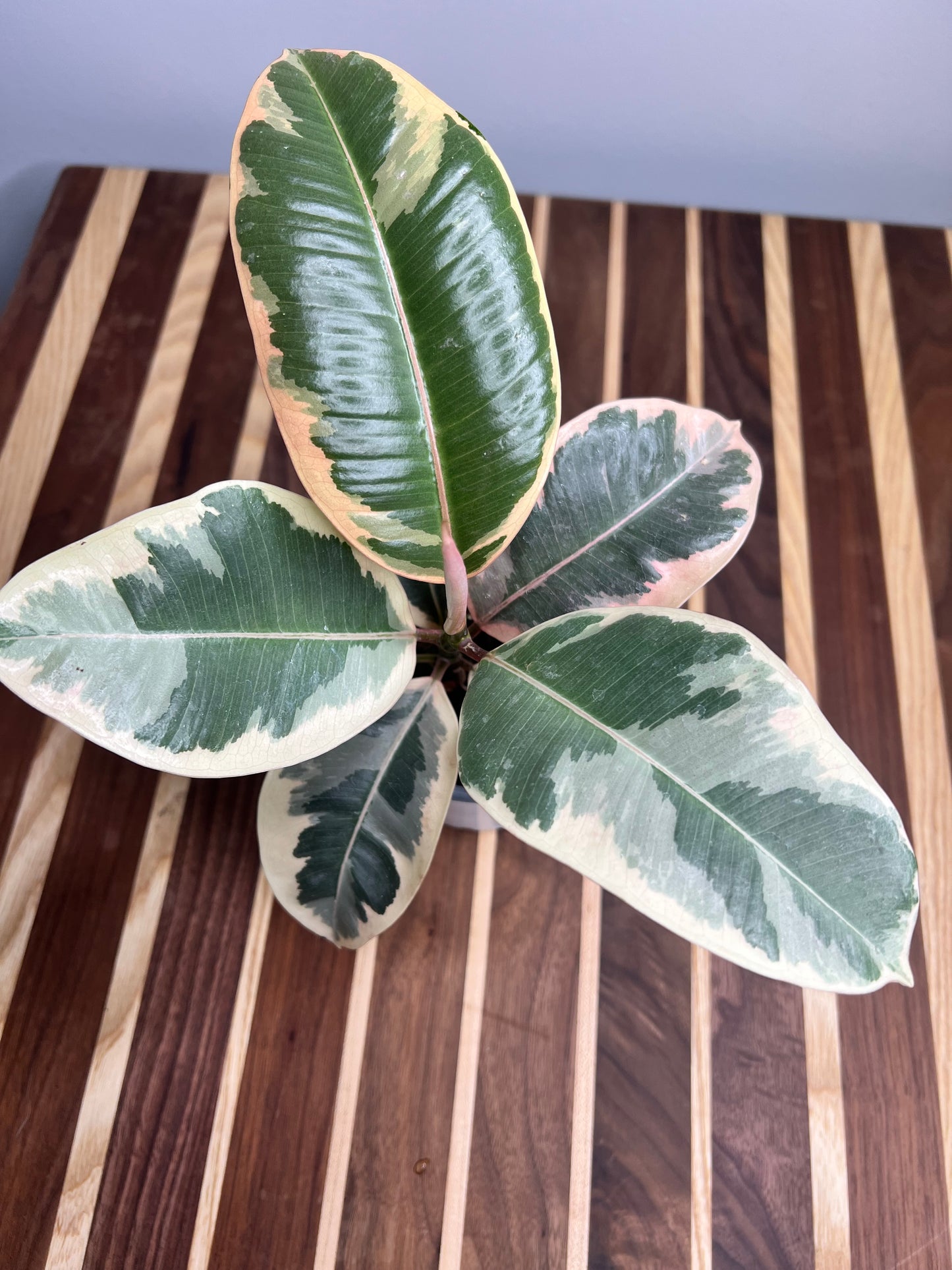 Rubber Tree-Tineke 4”