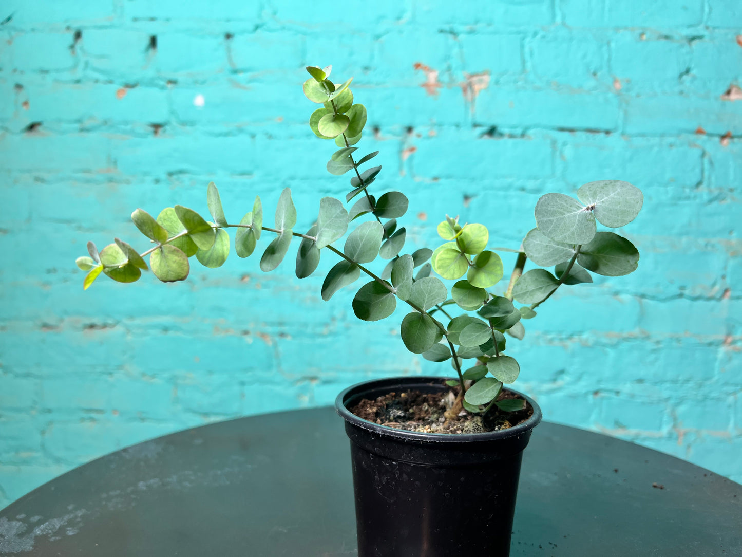 Eucalyptus Silver Dollar 4”